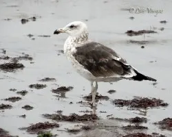 Larus belcheri