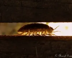 Bicho bolita