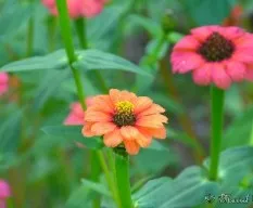 Flores silvestres