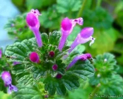 Flores silvestres