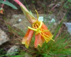 Flores silvestres