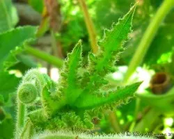 Brotes de la planta de zapallo