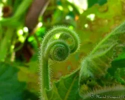 Brotes de la planta de zapallo