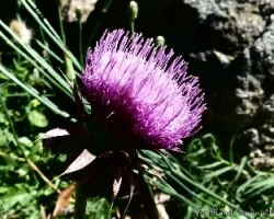 Silybum marianum