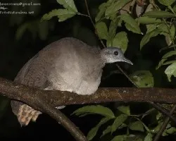 Tinamus major