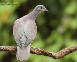 Patagioenas cayennensis