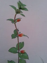 Kohleria tubiflora