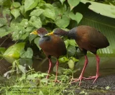 Aramides cajanea