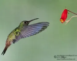 Amazilia tzacatl