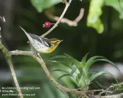 Setophaga fusca