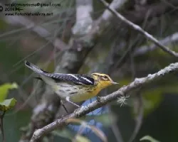 Setophaga fusca