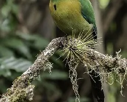 Momotus momota