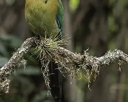 Momotus momota