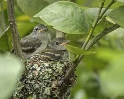 Elaenia flavogaster
