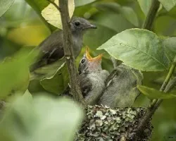 Elaenia flavogaster