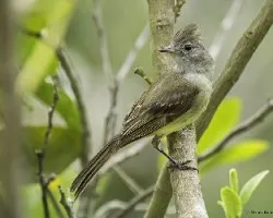 Elaenia flavogaster