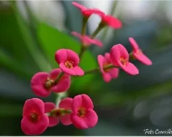 Euphorbia milii splendens