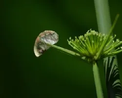 Cyperus haspans