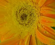 Gerbera jamesonii