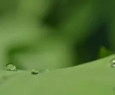 Gotas