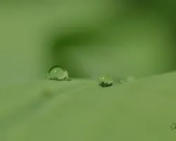 Gotas