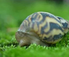 Caracol terrestre