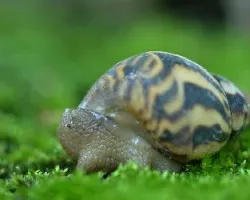 Caracol terrestre