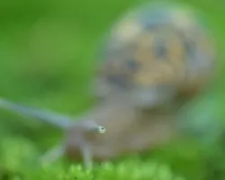 Caracol terrestre