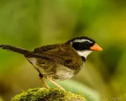 Arremon aurantiirostris