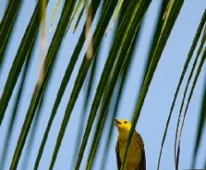Setophaga petechia