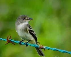 Empidonax minimus