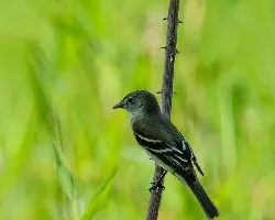 Empidonax minimus