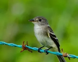 Empidonax minimus