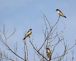 Tyrannus tyrannus