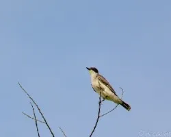 Tyrannus tyrannus