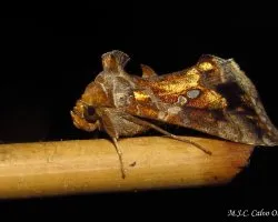 Plusia chalcites (chrysodeixis chalcites)