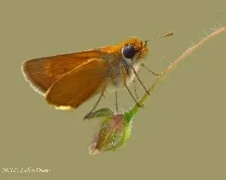 Thymelicus 