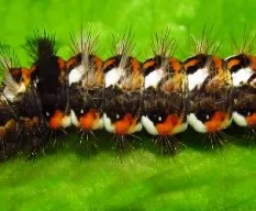 Oruga