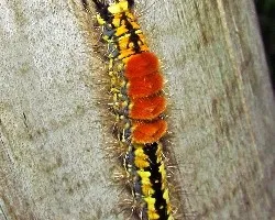 Oruga