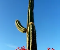 Lemairocereus griseus