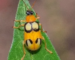 Escarabajito