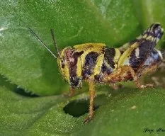 Pequeño saltamontes