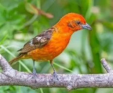 Piranga bindata
