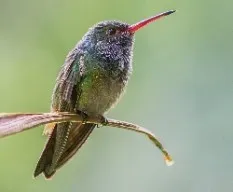 Amazilia tzacatl