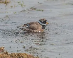 Charadrius hiaticula