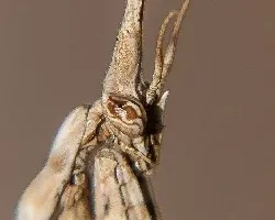 Empusa pennata