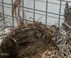 Turdus rufiventris