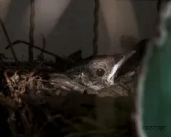 Turdus rufiventris