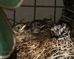 Turdus rufiventris
