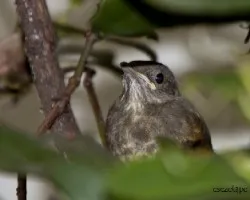 Turdus rufiventris